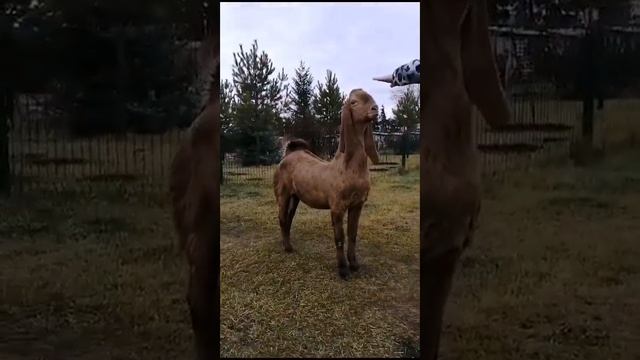 IMG 1949 Козы Камори. Козы Беетал смотреть онлайн