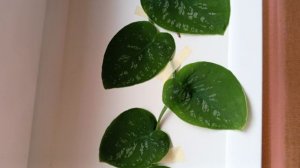 Как размещать и крепить монстеру Дубиа