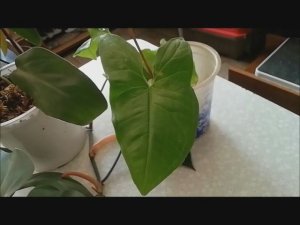 черенкование филодендрона