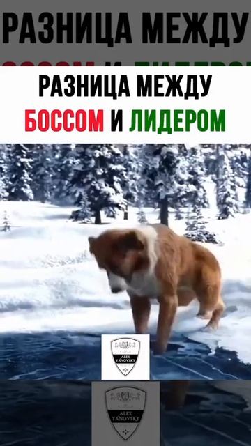 Чем отличаются БОСС и ЛИДЕР.