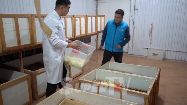 “Чегирткенин унунун килограммы 7000 сом” дейт чегиртке баккан киши смотреть онлайн