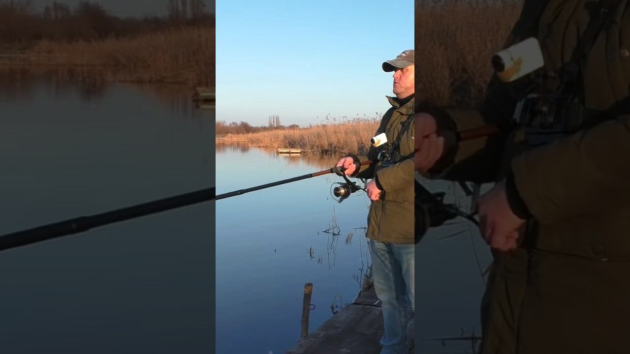 Akara Geden Carp #рыбалка #карповаяловля #карпфишинг #shorts смотреть онлайн
