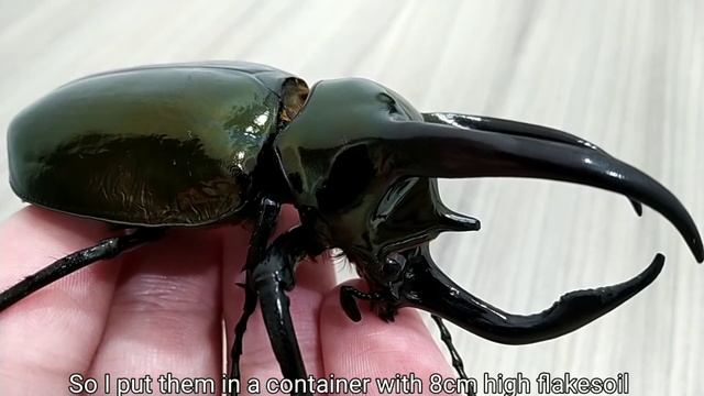 So I bred Chalcosoma Atlas Keyboh смотреть онлайн