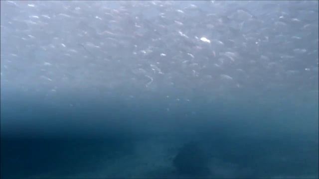 School of "Selar crumenophthalmus" смотреть онлайн