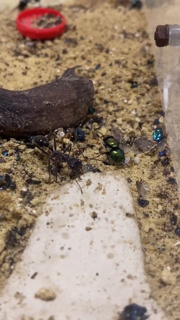 myrmecia vs муга(судя по навыкам раньше жила у тибетского монаха)) смотреть онлайн