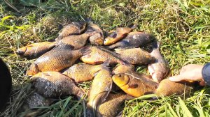 БОЛЬШОЙ УЛОВ КАРАСЯ НА СЕТИ. ПРОВЕРИЛ СЕТИ И РЫБУ ЕЛЕ УНЕС.