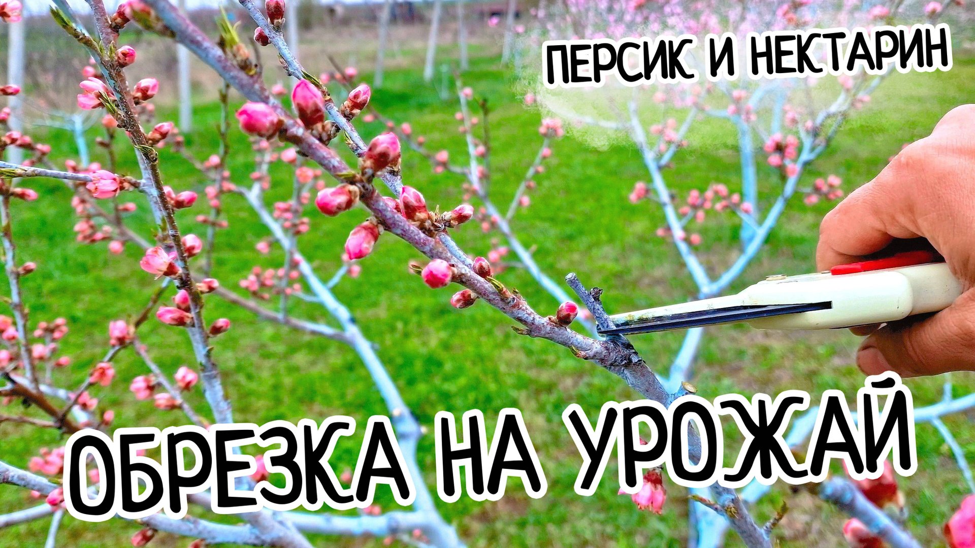 Обрезка персика на урожай! ПОНЯТНО и ПРОСТО. Как делать обрезку персика весной начинающим! Нектарин смотреть онлайн