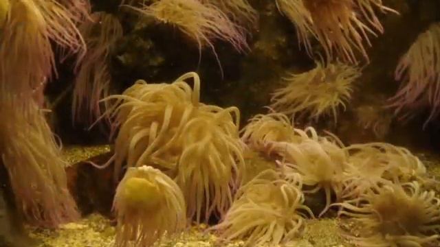 oceanarium rodos смотреть онлайн