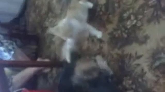 Котенок и мини Йорк Соня смотреть онлайн