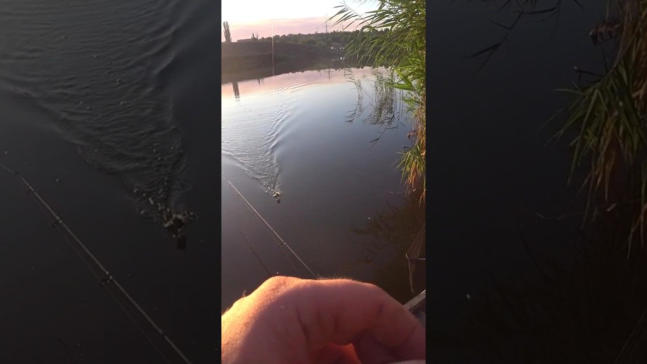 Поклёвка на закате #рыбалка #fishing #shorts смотреть онлайн