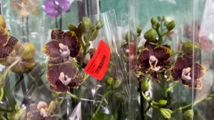 Вау! Обзор Орхидей ( Одесса садовый центр )