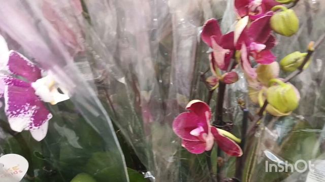 Обзор орхидей в Оби/ Озмолл/05.04.25/ смотреть онлайн