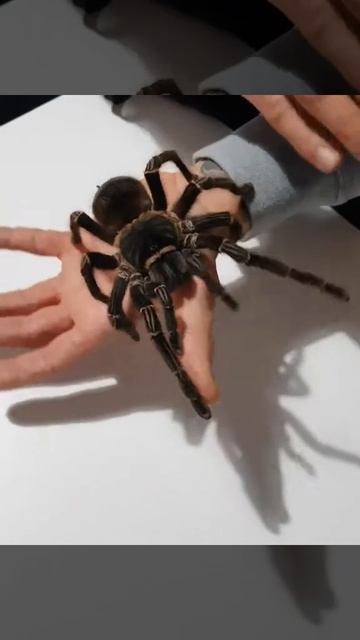 Lasiodora parahybana female handling смотреть онлайн