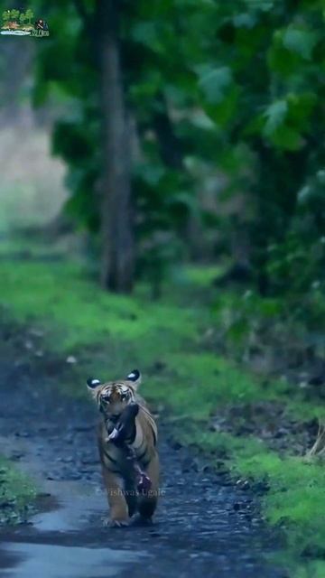tiger cub with leg piece смотреть онлайн