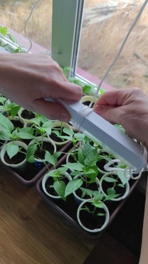 Чисто женское решение для фитоламп