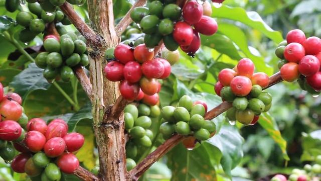 Me Gusta Colombian Coffee Drops Coffee смотреть онлайн