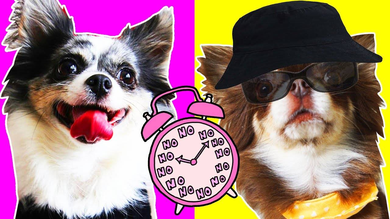 Что случилось с Мишей? День, который всех удивил! Концерт!🎵✨ смотреть онлайн