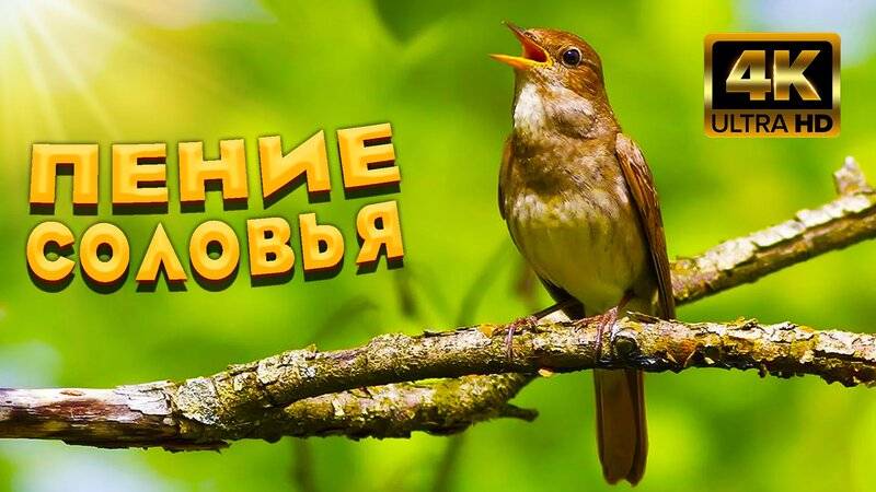 Пение соловья у болота. Эксклюзив