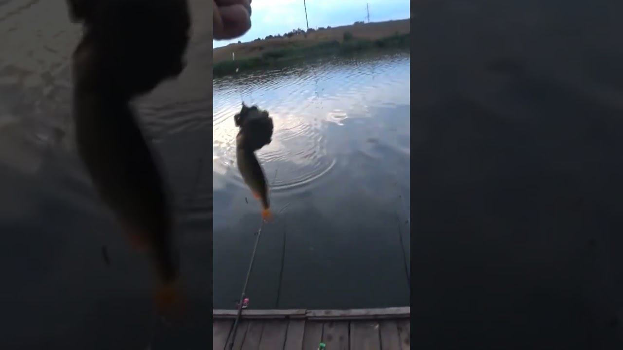 Поклёвка после заброса #карась #fishing #carpfishing #рыбалка смотреть онлайн