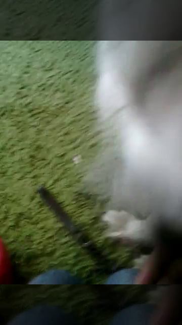 В нашем меню сегодня Колли.ч2. МОРЕ ШЕРСТИ В ДОМЕ--ПЕРВЫЙ ПРИЗНАК КОЛЛИ!! смотреть онлайн