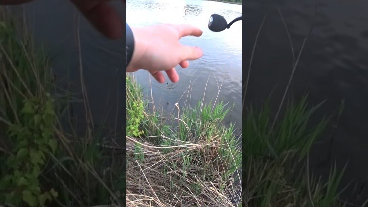 Карась на фидер #рыбалка #fishing #фидер #shorts смотреть онлайн