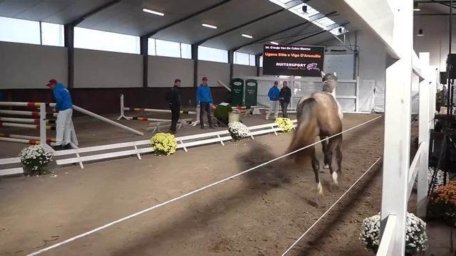G'Majo van de Calloomeersch Vrijspringen 2j 2014 смотреть онлайн