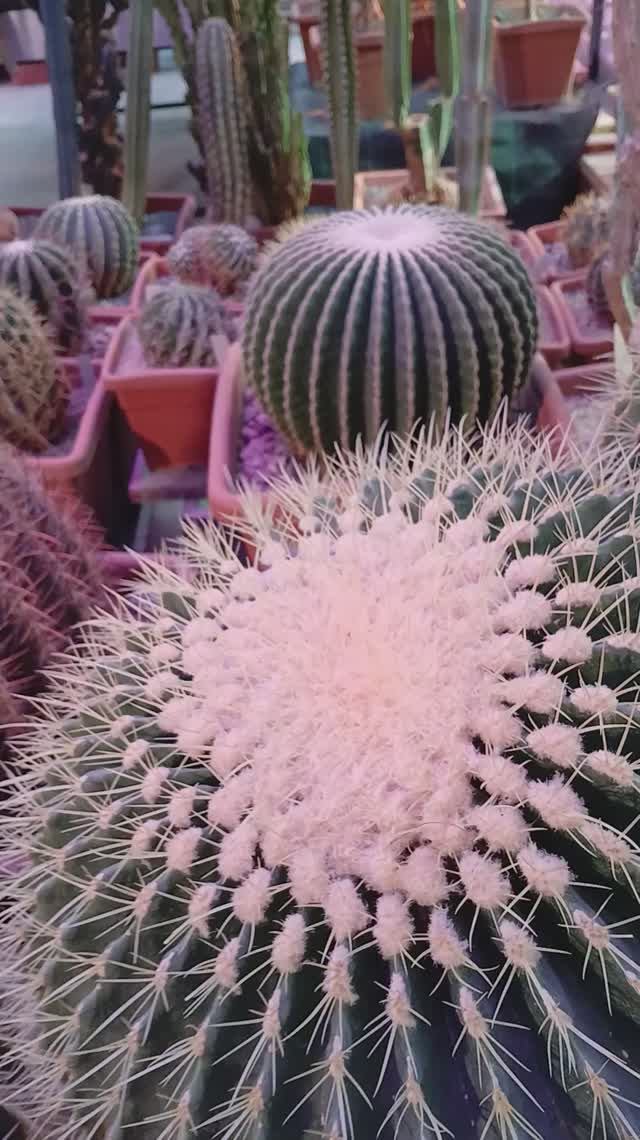 КАКТУСЫ-СОВЕРШЕННАЯ ФОРМА смотреть онлайн