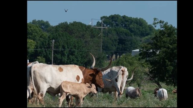 txBisonAssocRanchVisit смотреть онлайн
