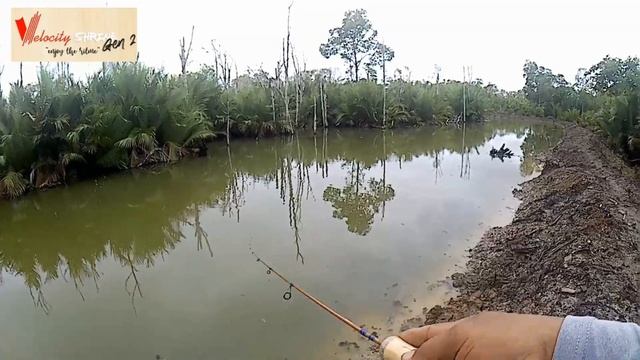 Velocyti Shrine gen 2, stream rod 1-4 Lb смотреть онлайн