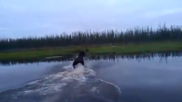 Охота на лося в Якутии, Hunting for moose in Yakutia смотреть онлайн