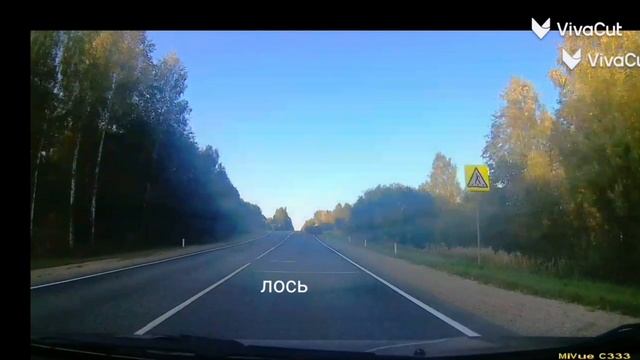 лось на дороге смотреть онлайн