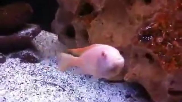 Metriaclima greshakei ALBINO female holding смотреть онлайн