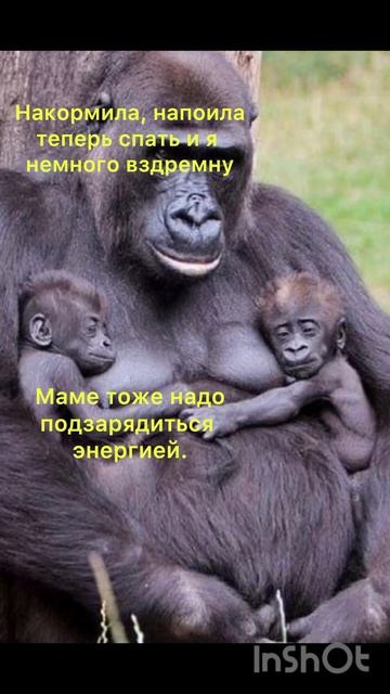 Мир животных: Львы. Приматы.фотоснимки: animal world смотреть онлайн