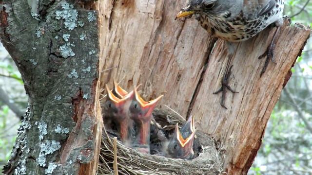 Дрозд кормит птенцов червяками, Гнездо дрозда смотреть онлайн
