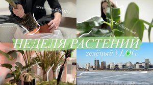 Будни с растениями || покупаем огромный Банан | Зелёный VLOG