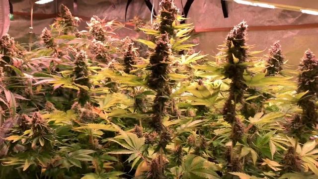 АЭРОПОНИКА (GROW REPORT Часть #8 ДЕНЬ 97 (Подготовка к харвесту) смотреть онлайн