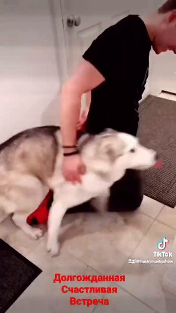 Happy Husky Meets Edgar 🐕 Море Собачьей Радости после долгой разлуки 😄 смотреть онлайн