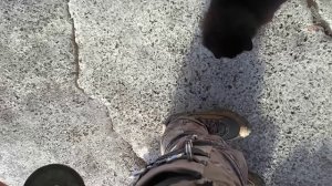 Плотва для бездомных котов