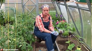 Посадка рассады огурцов в теплицу. Что добавить в лунку для хорошего роста и урожая.