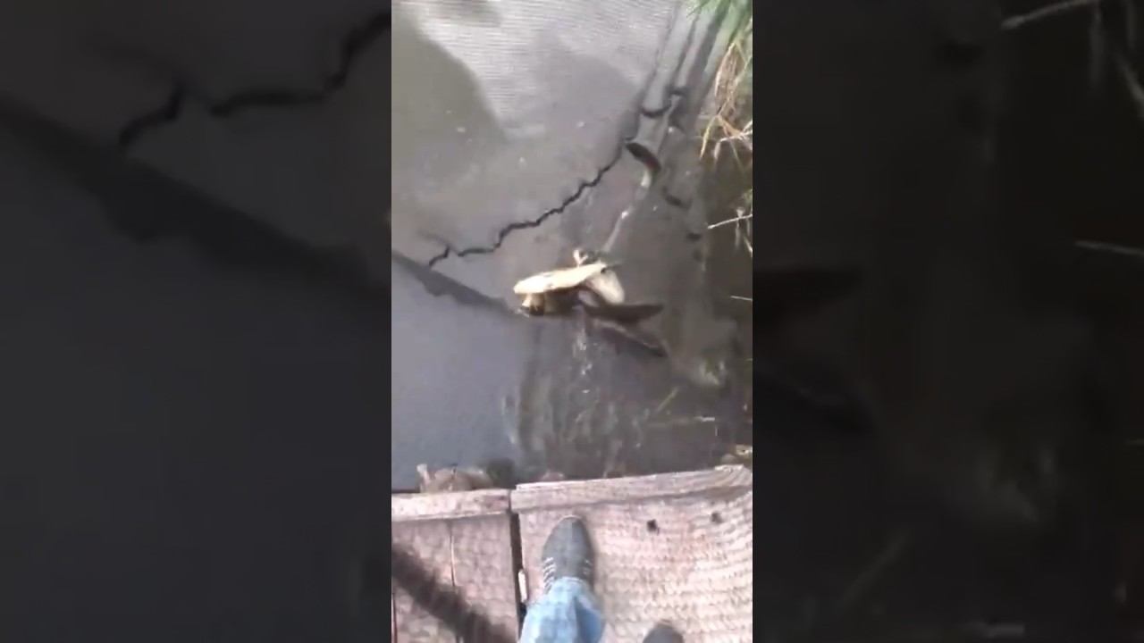 У кого больше? #карась #fishing #рыбалка #shorts смотреть онлайн