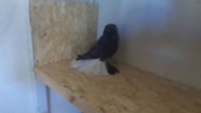 Николаевские голуби Покровское,крымачёк с характером. смотреть онлайн