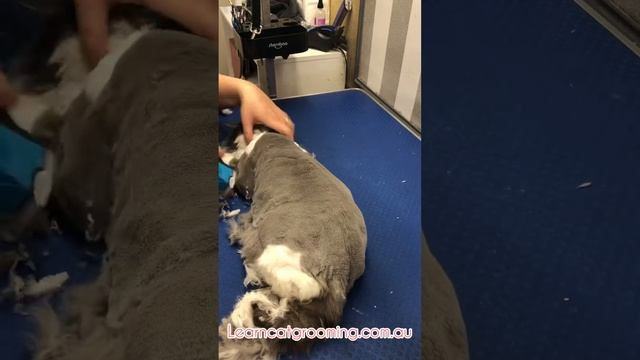 Modified #10 Lion clip on a domestic longhair cat using Heiniger opal clippers смотреть онлайн