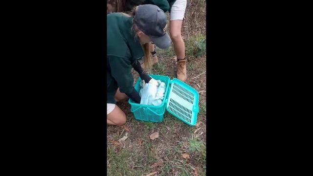 wildlife rescue смотреть онлайн