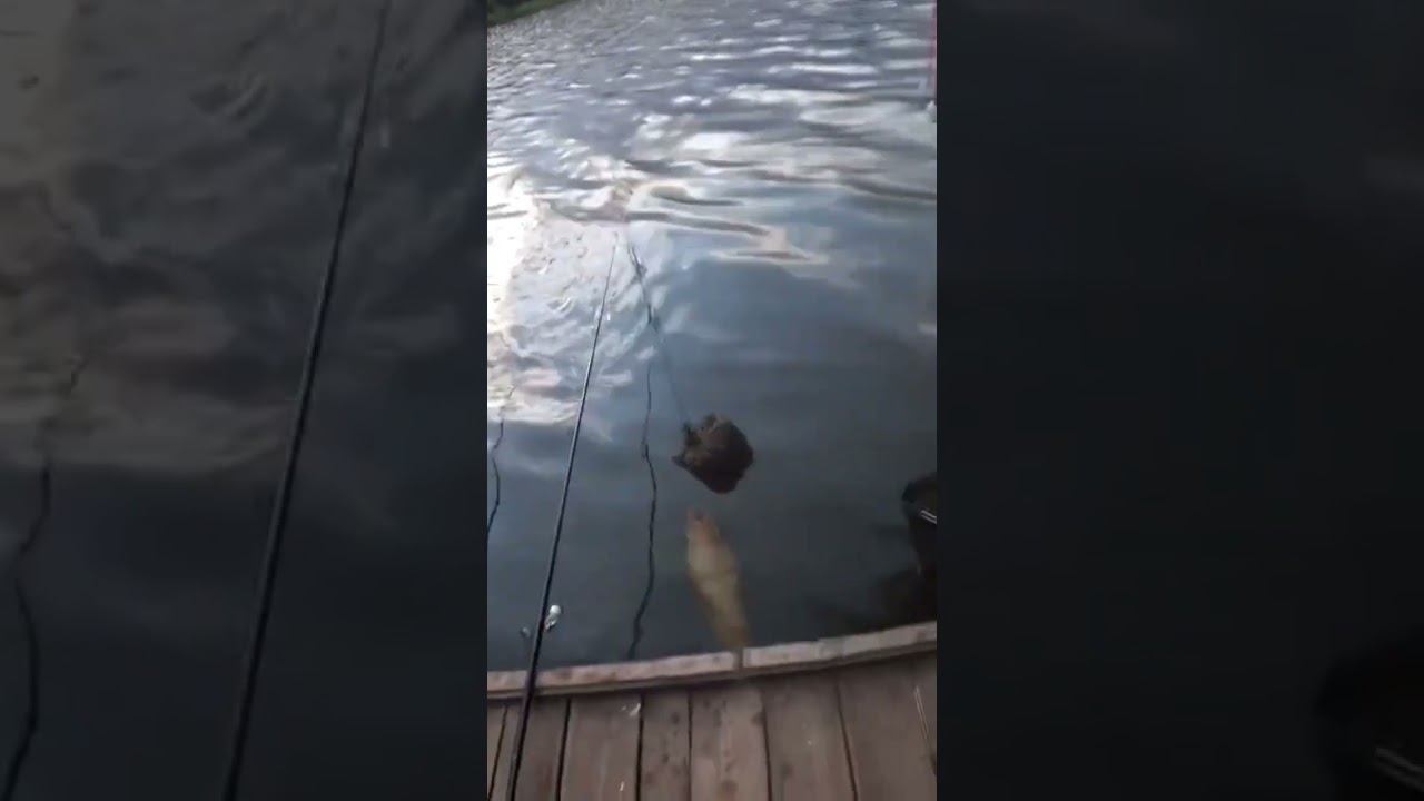 Карась на макушатник #fishing #карась #рыбалка #shorts смотреть онлайн