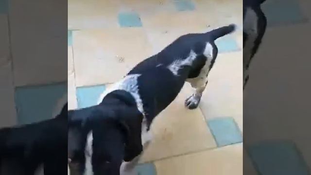 Собака,которая понимает лакский язык смотреть онлайн