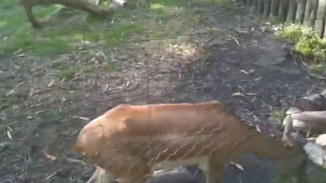 Безрогий олень 1 смотреть онлайн