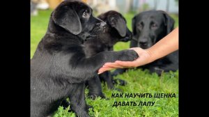 Как научить щенка давать лапу?| Щенки лабрадора 2 месяца (работа в паре)| Наш лабрадор ViaLador