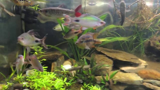Oddball Update смотреть онлайн