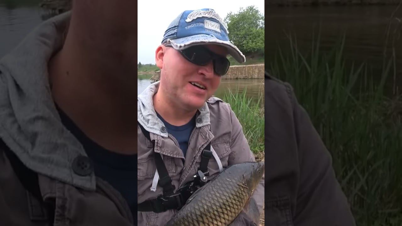 Сазан на опарыша #рыбалка #карповаяловля #fishing #shorts смотреть онлайн
