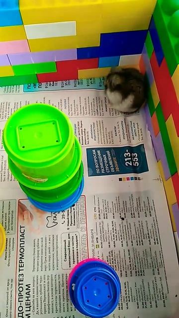 хомяк #джунгарики смотреть онлайн